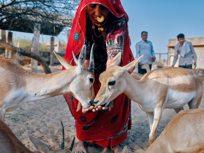 Bishnoi village wild life