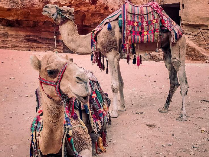 Camel Safari Experience