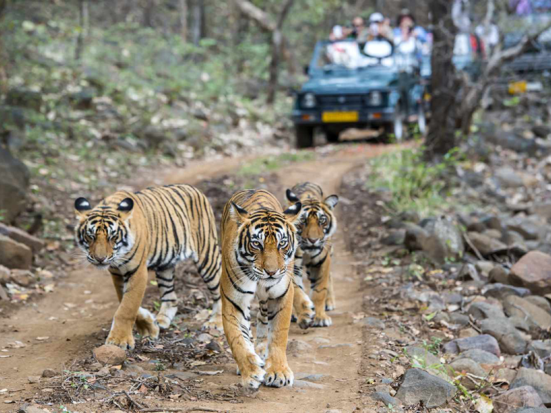 Ranthambore