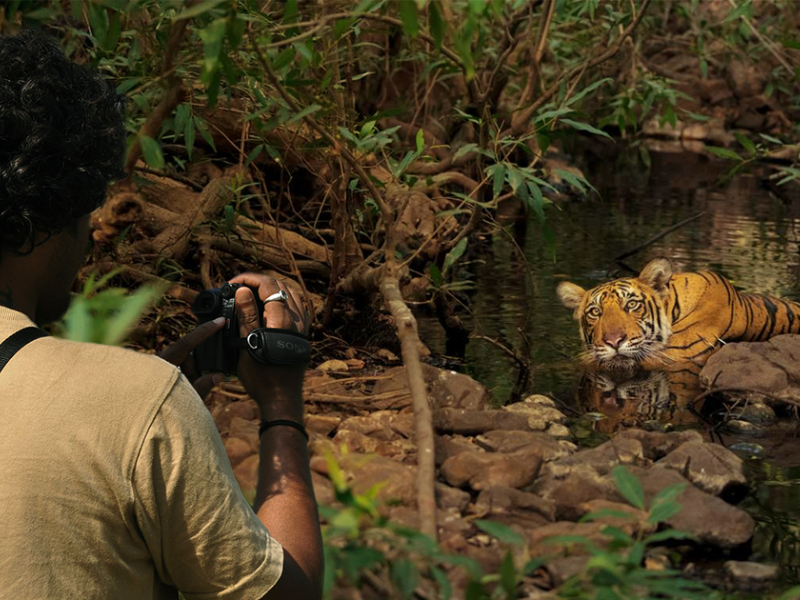 Wildlife & Nature Photography